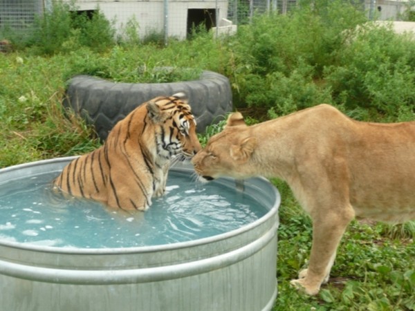 Visit the Education Center at Wisconsin Big Cats Rescue