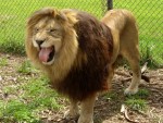 Beemer - Atlas Lion