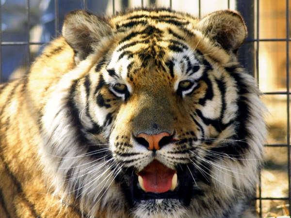 Feed a Tiger