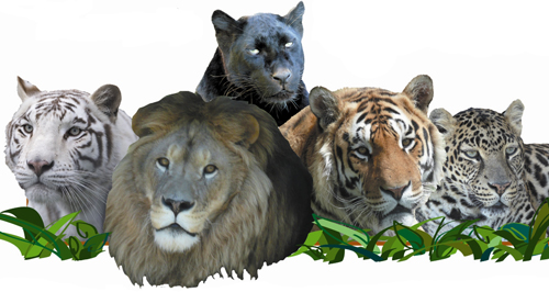 Make a Donation to WI Big Cat Rescue