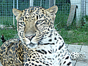 Sponsor a Leopard