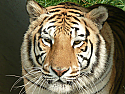 Sponsor a Tiger