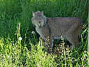 Feed a Lynx