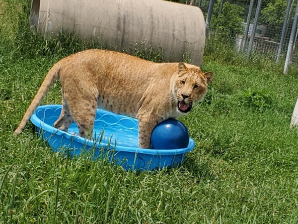 Wisconsin Big Cat Rescue & Educational Center Donations for Your