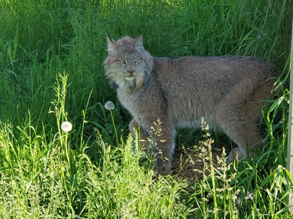 Adopt a Lynx