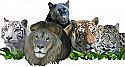 Make a Donation to WI Big Cat Rescue