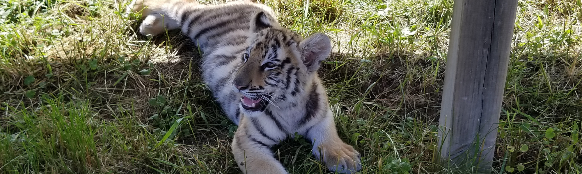 big cat farm