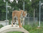 Tiger Photos